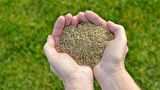 Grass Seed Basılmaya Uygun 4'lü İthal Karışım Çim Tohumu 1 Kg.