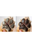 Köpek ve kediler için Pati Kremi 100 gr