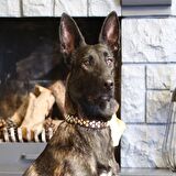 Aten Handmade Deri Köpek Tasması Siyah L (46-55 Cm) Cl-At-Bl-L