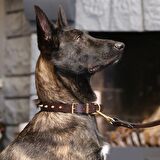 Thor Handmade Deri Köpek Tasması Açık Kahve M (36-45CM) Cl-Th-T-M