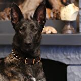 Thor Handmade Deri Köpek Tasması Siyah M  (36-45CM) Cl-Th-Bl-M