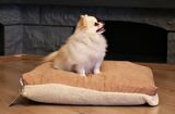 CecePet Mıu Üstü Açık Çift Taraflı - Fermuarlı Kahverengi Küçük Irk Köpek Yatağı