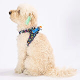 Pawstar Air-Mesh Dino Köpek Göğüs Tasması