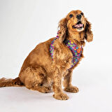 Pawstar Air-Mesh Hearts Köpek Göğüs Tasması