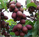 2 Yaşında Tüplü 2 Adet Kırmızı Yeşil Mini Kivi (Actinidia arguta 'Issai') Fidanı - Bahçenize Renk ve Lezzet Katın