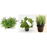 Kekik Itır Biberiye 3 Lü Set 10-20 Cm Aromatik Bitki Seti 