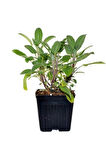 Adaçayı Salvia Officinalis Fidanı 15 -25 cm
