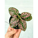 Saksıda Pembe Hypoestes Bitkis Hostes Fittonia Çiçeği 10-20 cm