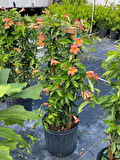 1-2 Yaş Arası Tüplü Turuncu Çiçekli Acem Borusu (Campsis grandiflora) Fidanı - Göz Alıcı Turuncu Çiçekler