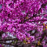 1-2 Yaş Arası Tüplü Mor Çiçekli Erguvan Ağacı (Cercis siliquastrum) Fidanı - Bahar Aylarında Göz Alıcı Mor Çiçekler