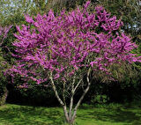 1-2 Yaş Arası Tüplü Mor Çiçekli Erguvan Ağacı (Cercis siliquastrum) Fidanı - Bahar Aylarında Göz Alıcı Mor Çiçekler