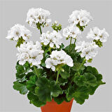 Sardunya Çiçeği Fidanı - Pelargonium - Beyaz Renk 10-20 Cm