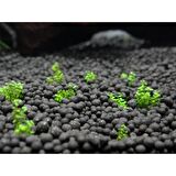 İthal Akvaryum Bitki Kumu Gübre Katkılı Yuvarlak Kum Siyah 8 kg