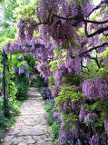 1-2 Yaş Arası Tüplü Mor Salkım (Wisteria sinensis) Fidanı - Zarif ve Kokulu Salkım Çiçekler