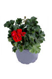 Sardunya Çiçeği Saksı'da Pelargonium Kırmızı Renk 10-20 cm