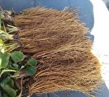 400 ADET ALBİON ( YEDİVEEREN ) ÇİLEK FİDANI AÇIK KÖK TAZE SÖKÜM 1 SINIF A KALİTE 