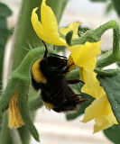 Bombus Arısı