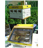 Bombus Arısı