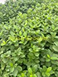 10 adet Nero Aronia Berry Fidanı Paketi