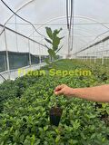 10 adet Nero Aronia Berry Fidanı Paketi