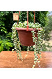 Tesbih Çiçeği - Senecio Rowleyanus