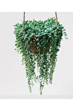 Tesbih Çiçeği - Senecio Rowleyanus