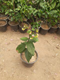 Kızılay Çiçeği Fidanı – Clerodendrum thomsoniae, Saksılı, İç ve Dış Mekan Uyumlu 30-40cm
