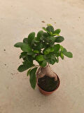 Bonsai – Canlı Saksılı Minyatür Ağaç 20-30cm (İç Mekâna Uygun)