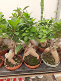Bonsai – Canlı Saksılı Minyatür Ağaç 20-30cm (İç Mekâna Uygun)