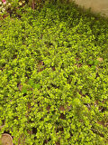 Para Çiçeği – Canlı Saksılı Crassula Ovata 15-30cm (Şans Getiren Sukulent)