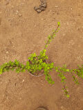 Para Çiçeği – Canlı Saksılı Crassula Ovata 15-30cm (Şans Getiren Sukulent)