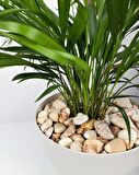 Sarı Çizgili Dolomit 100 Kg 2-4 Cm Sarı Dolomit Taş