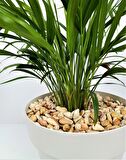 Sarı Çizgili Dolomit Taşı 7 Kg 1-2 Cm Renkli Dolomit Dekoratif Taş