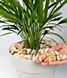 Sarı Çizgili Dolomit 2 Kg 2-4 Cm Sarı Dolomit Taş