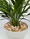 Sarı Çizgili Dolomit Taşı 1 Kg 1-2 Cm Renkli Dolomit Dekoratif Taş