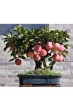 5 Adet Tohum Bodur Bonsai Elma Ağacı Bonzai Tohumu Süpriz Hediye Bonsai Ağacı Tohumu