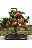 5 Adet Tohum Bodur Bonsai Elma Ağacı Bonzai Tohumu Süpriz Hediye Bonsai Ağacı Tohumu