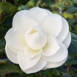 Beyaz Kamelya Camelia Japonica Fidanı 2-3 Yaş