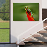 Harita Sepeti Renkli Kurbağa Dekoratif Kanvas Tablo 1136