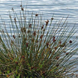 Juncus Acutus Keskin Uçlu Saz Fidanı 1-2 Yaş Tüplü