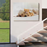 Harita Sepeti Golden Köpek İle Uyuyan Yavru Kedi Dekoratif Kanvas Tablo 1176