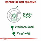 Royal Canin Mini Adult Pouch Yetişkin Köpek Konservesi 12X85 Gr 