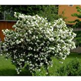 10 Adet Çınar Kartopu Fidesi viburnum opulus, 30-60 Cm. Boyunda