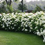 10 Adet Çınar Kartopu Fidesi viburnum opulus, 30-60 Cm. Boyunda