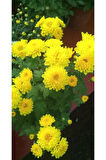 Sarı Kasımpatı Krizantem Chrysanthemum Çiçeği 10-20 cm