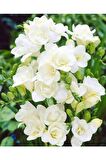 10 Adet Beyaz Frezya Çiçeği ( Freesia ) Soğanı Mis Kokulu Katmerli 