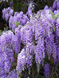 Mor Salkım Fidanı (Wisteria sinensis) - 2 Yaş, Estetik ve Hoş Kokulu Tırmanıcı Bitki