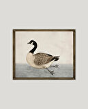Yüzen Ördek Çerçeveli Poster