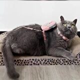 Çantalı Kaçış Önleyici Kedi Gezdirme Tasması Ve Küçük Irk Köpek Gezdirme Tasması