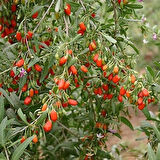 3 Adet 2 Yaşında Tüplü Gojiberry (Lycium barbarum) Fidanı - Bahçenize Şifa ve Lezzet Getiren Süper Meyve